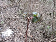 Acalypha monostachya