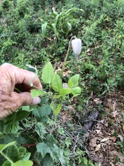 Clematis crispa