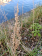 Poaceae