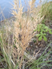 Poaceae