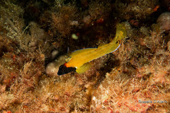 Black-Faced Blenny photo 4