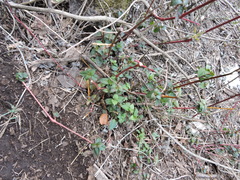 Acalypha monostachya