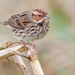 Little Bunting - Photo (c) Paul Cools, some rights reserved (CC BY-NC), uploaded by Paul Cools