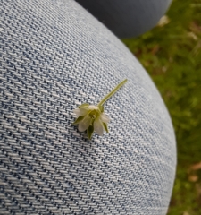 Moehringia trinervia