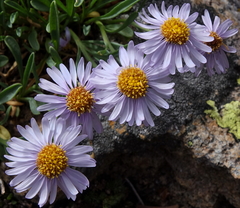 Erigeron leiomerus