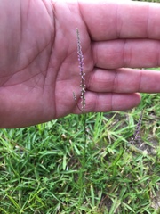 Polygala appendiculata