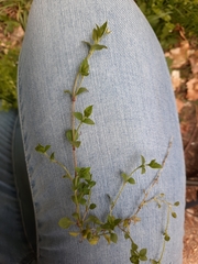 Moehringia trinervia
