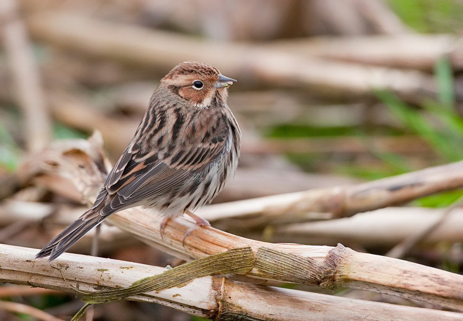 Little Bunting (Emberiza pusilla) photo