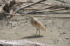 Ardeola ralloides