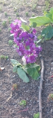 Magnoliopsida