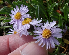 Erigeron leiomerus