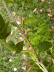 Moehringia trinervia