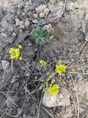Draba asprella