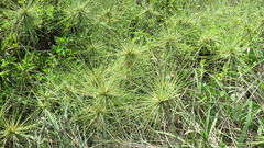 Spinifex littoreus