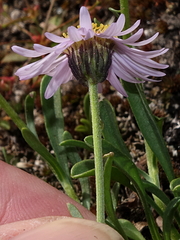 Erigeron leiomerus
