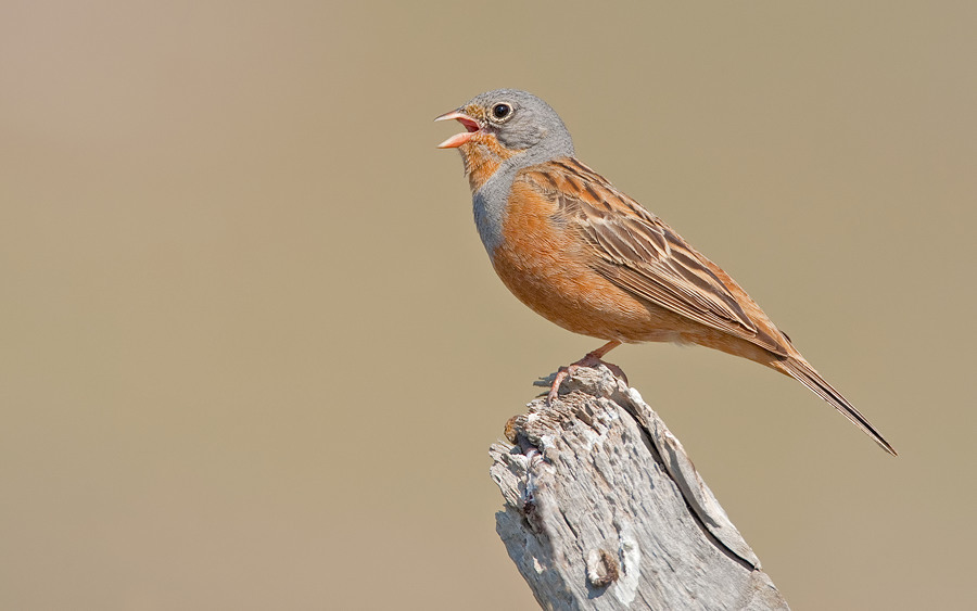Cretzschmar's Bunting (Emberiza caesia) photo