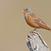 Cretzschmar's Bunting - Photo (c) Paul Cools, some rights reserved (CC BY-NC), uploaded by Paul Cools
