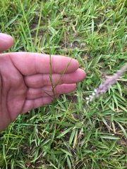 Polygala appendiculata