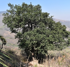 Quercus