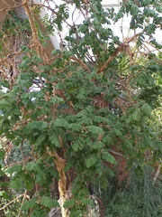 Commiphora marlothii
