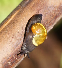 Helicarion cuvieri