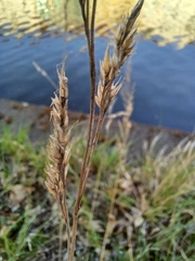 Poaceae