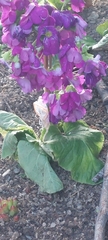 Magnoliopsida