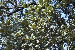 Quercus