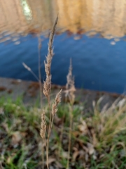 Poaceae