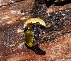 Helicarion cuvieri