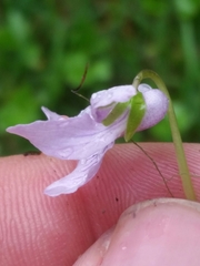 Viola epipsiloides
