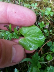Viola epipsiloides