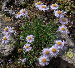 Erigeron leiomerus