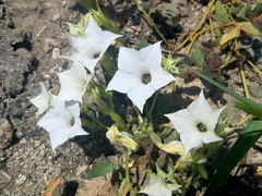 Exodeconus maritimus