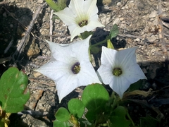 Exodeconus maritimus