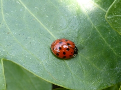 Harmonia axyridis
