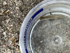 Notropis atherinoides