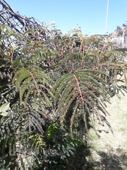Paraserianthes