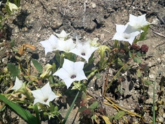 Exodeconus maritimus