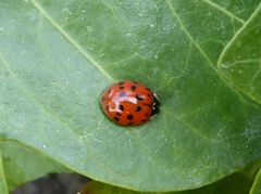 Harmonia axyridis