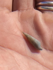 Terebrinae