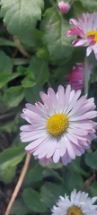 Bellis