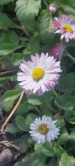 Bellis