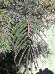 Paraserianthes