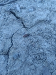 Stropenron nigricollis