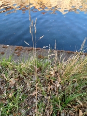 Poaceae