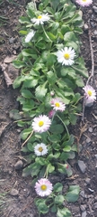 Bellis