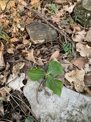 Trillium erectum