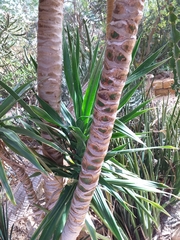 Dracaena transvaalensis