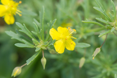 Scoparia montevidensis